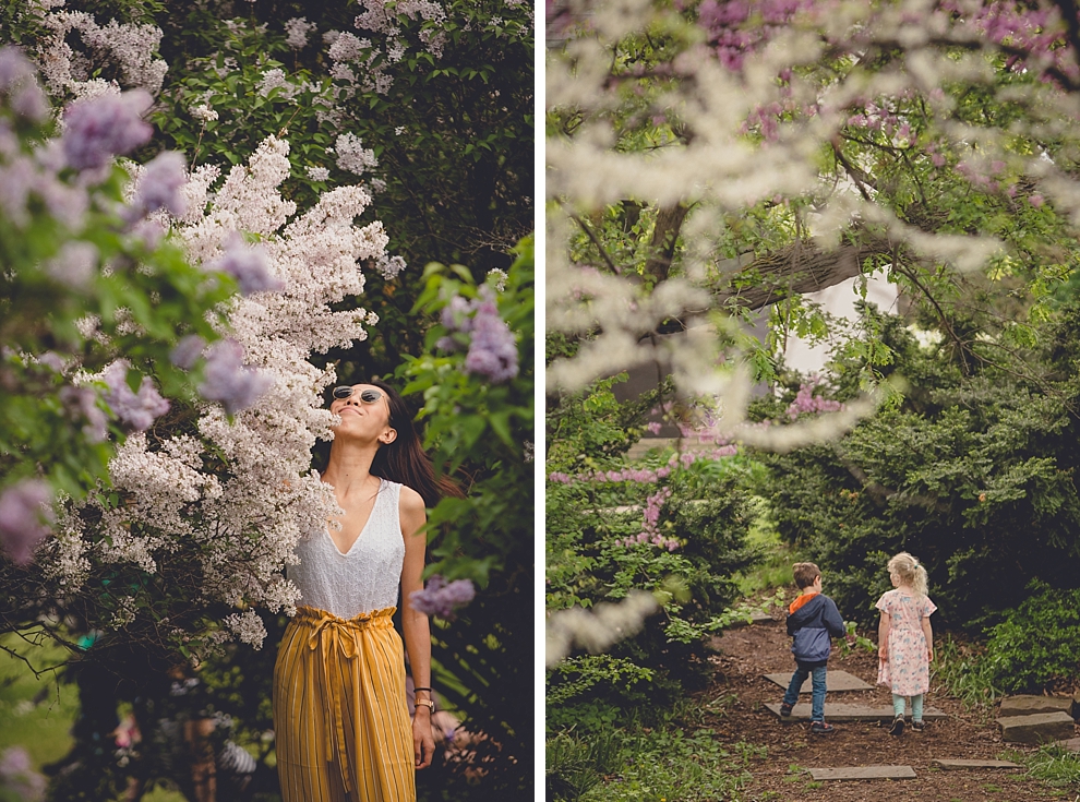 people walk through lilacs and cherry blossoms Lilac Festival at Highland Park in Rochester, NY