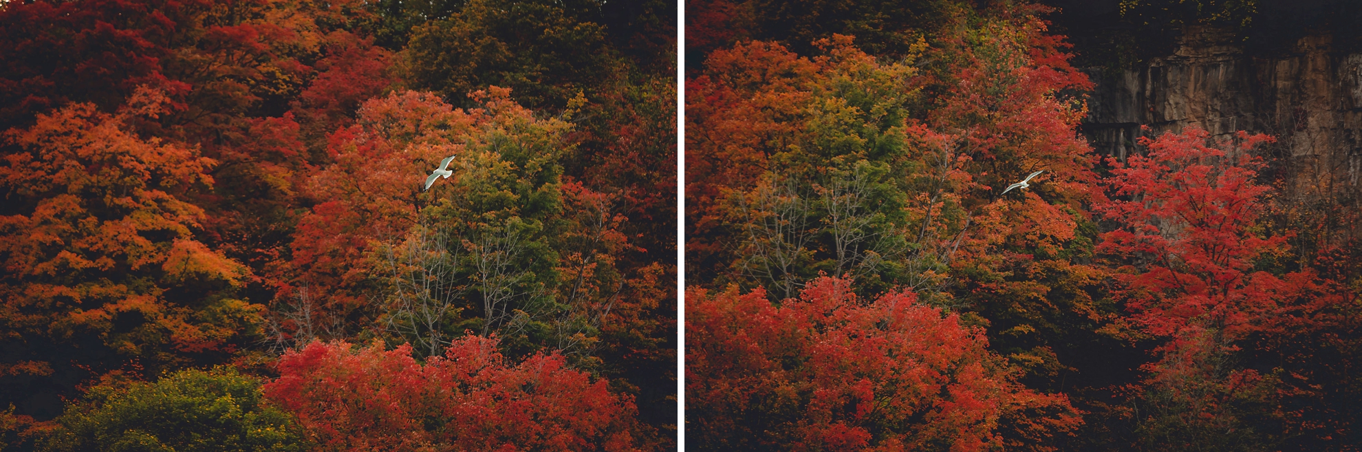 seagulls sore among fall foliage in Whirlpool State Park in Niagara Falls, NY