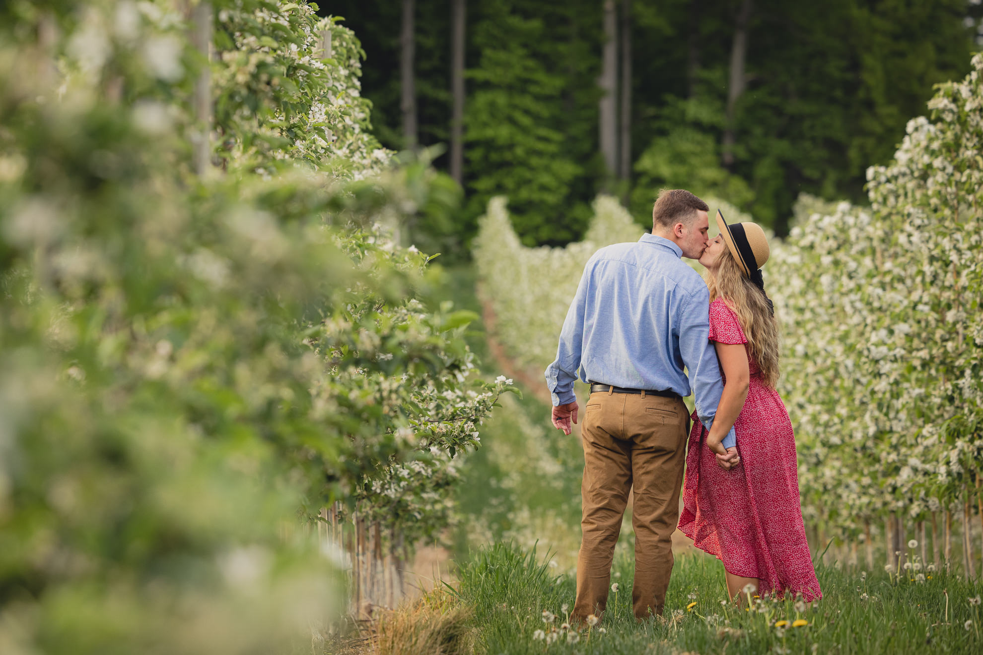 couple kisses by walking through flowering trees during wedding engagement proposal photography in orchard in Niagara County