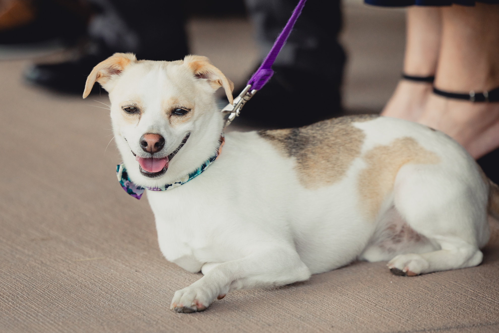 dog smiles during wedding ceremony at The Gallagher Barn in Medina, NY