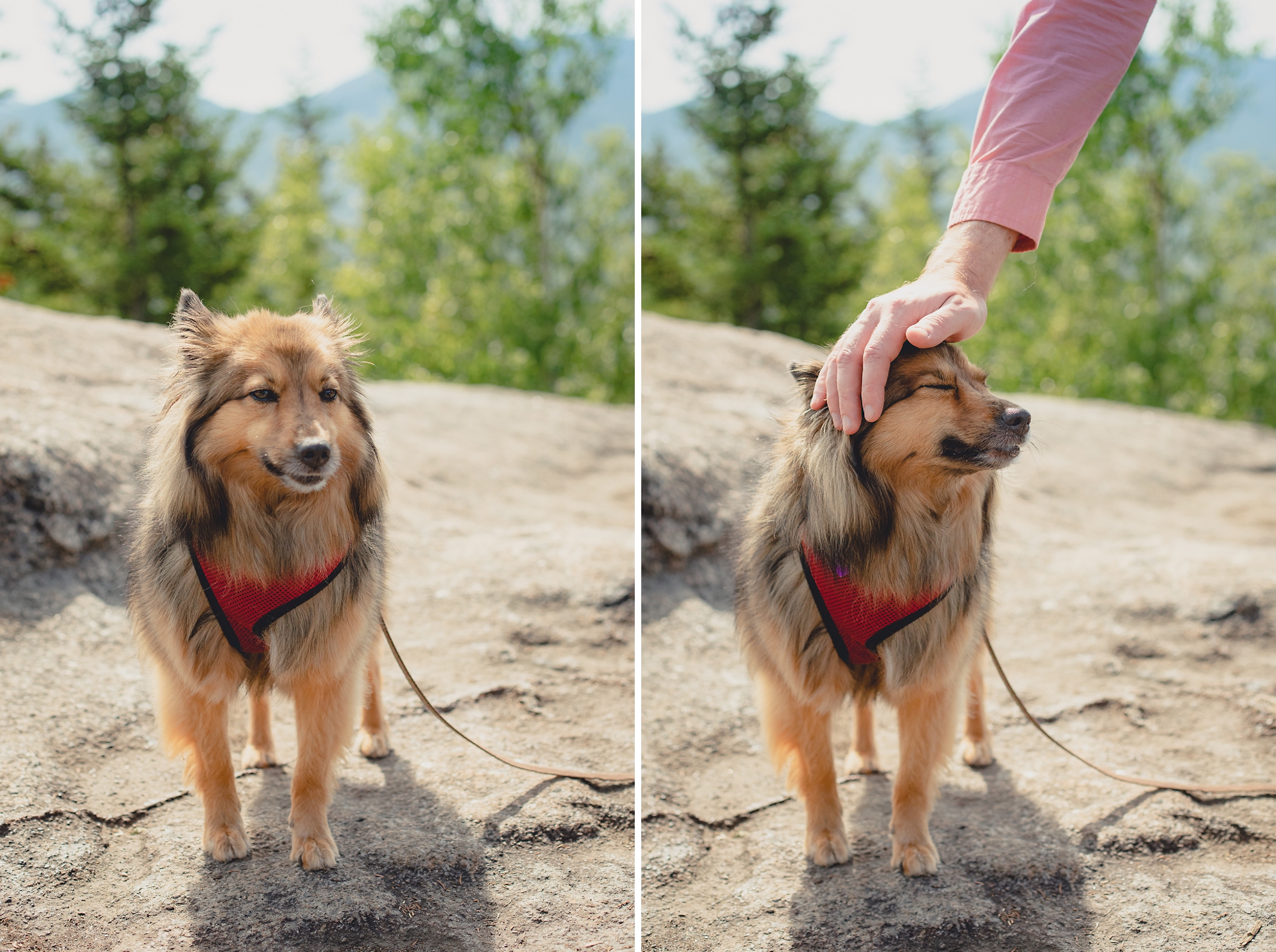 dog on summit of Mount Jo during photojournalistic family photography session in the Adirondack High Peaks Region of NY