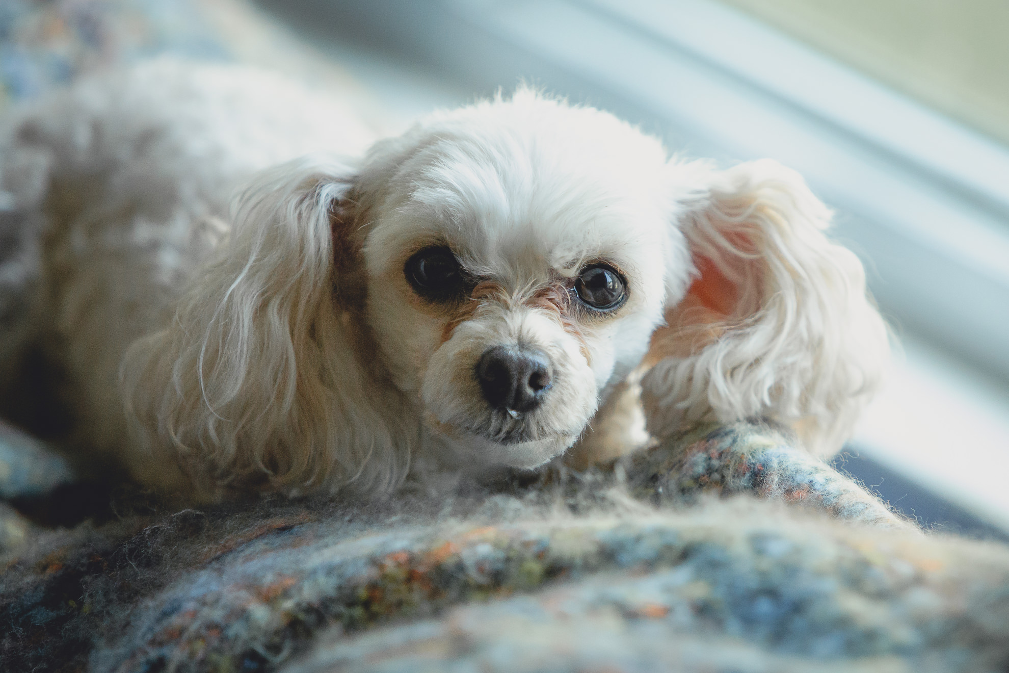 dog looks at photographer before wedding ceremony in Buffalo, NY