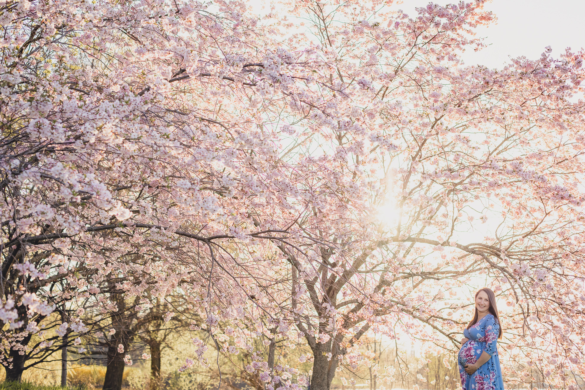 pregnant woman poses for photographer during maternity portrait photography session with cherry blossoms in Delaware Park in Buffalo, NY