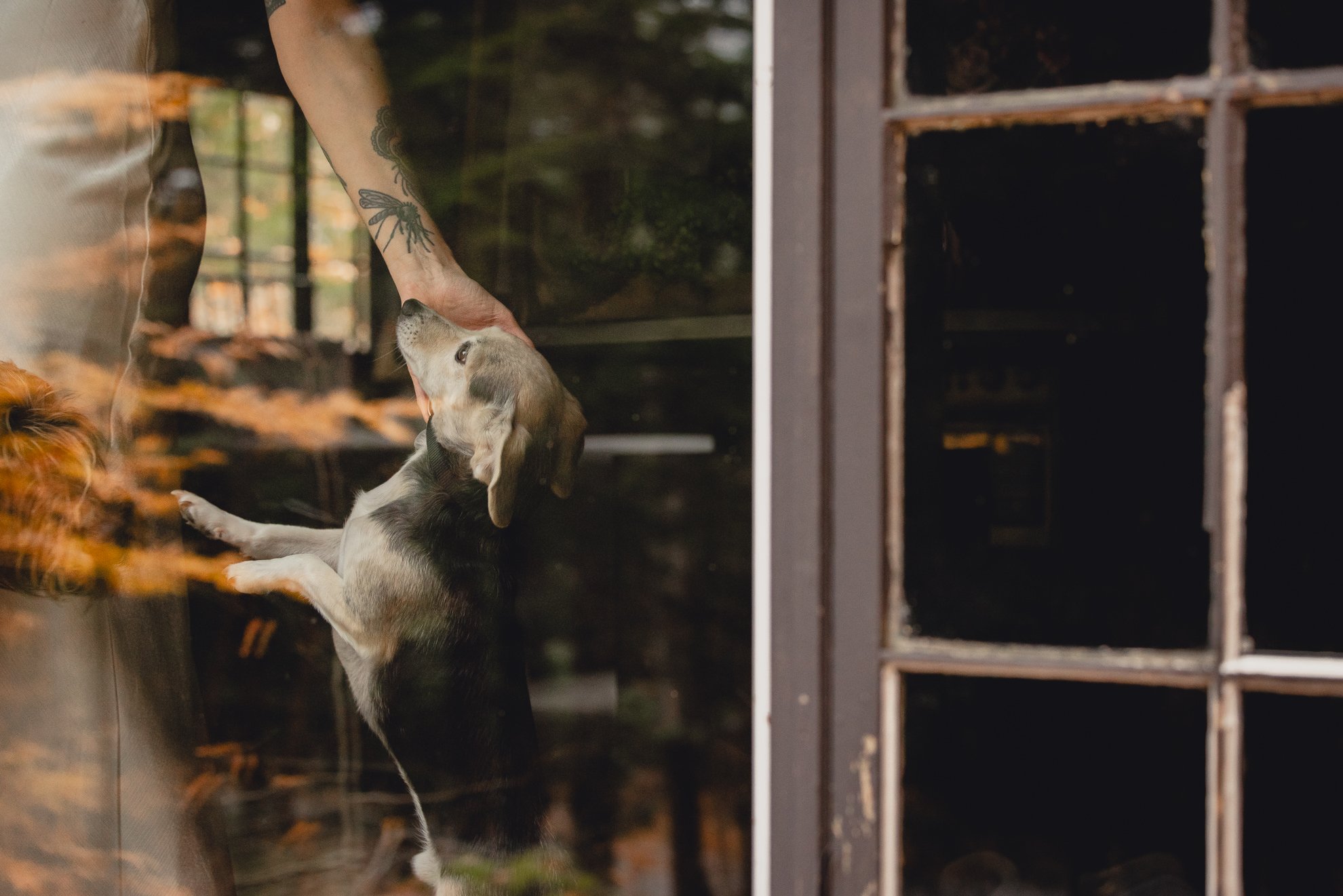 bride pets dog in Langston Cottage at Vanderkamp NY before fall wedding elopement